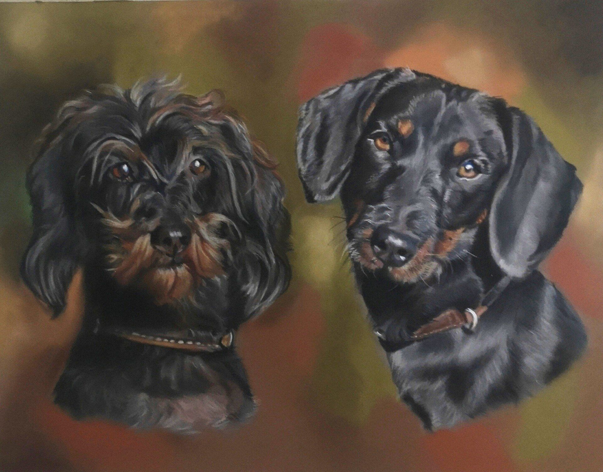 Rauhaardackel, Pastellkreide, Pastellkunst