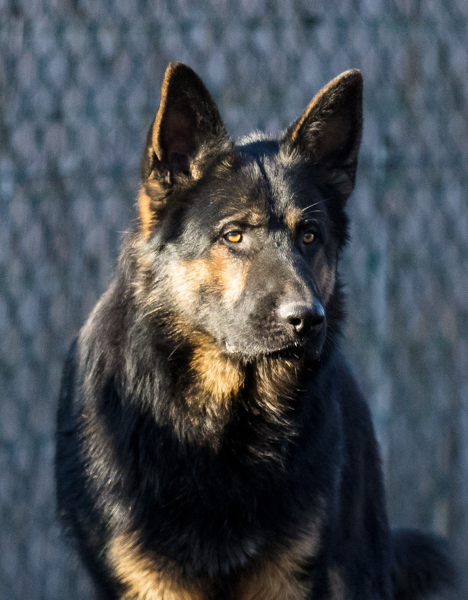 Schäferhund Deckrüde nicht SV nicht VDH im DHR Schäferhund Deckrüde nicht SV nicht VDH im DHR