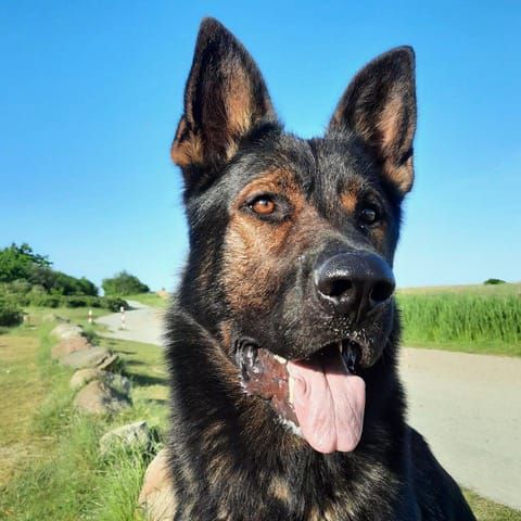 Schäferhund Deckrüde nicht SV nicht VDH im DHR Schäferhund Deckrüde nicht SV nicht VDH im DHR