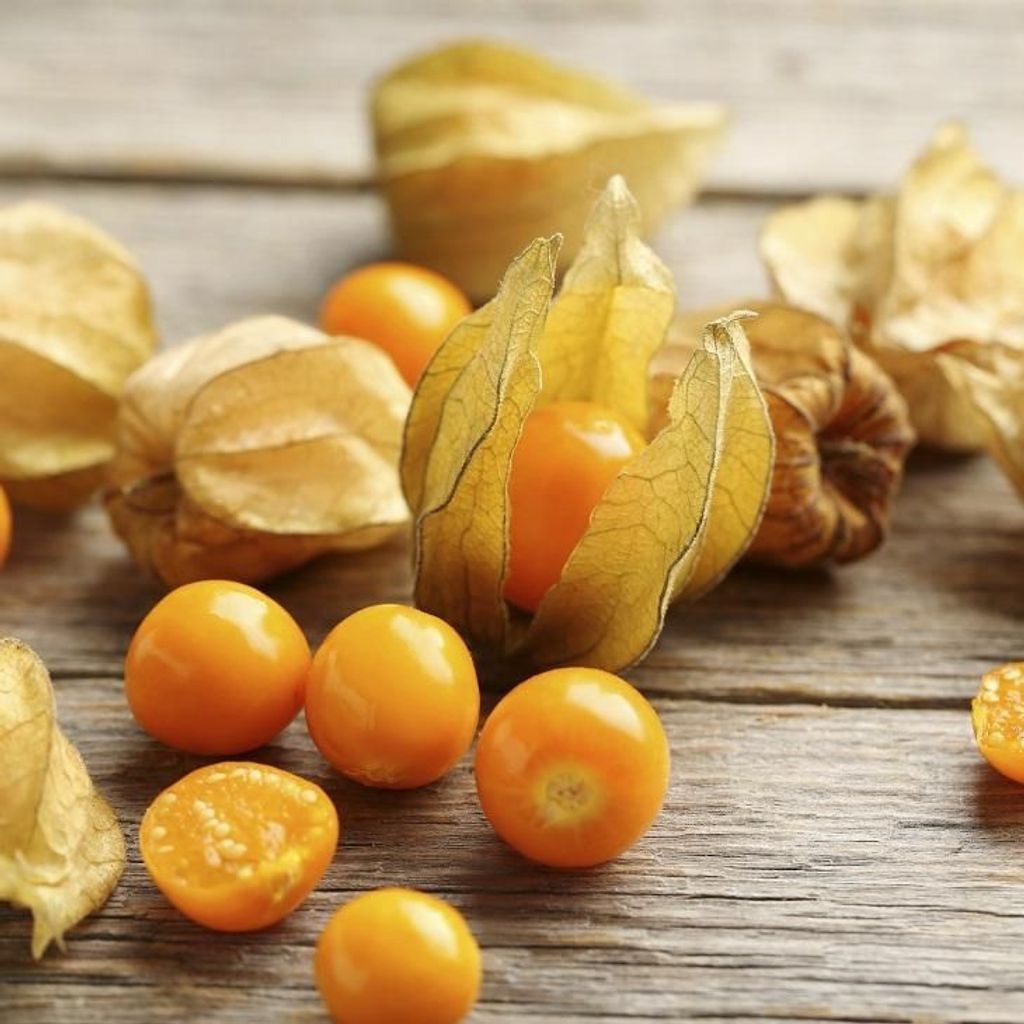 Physalis AB