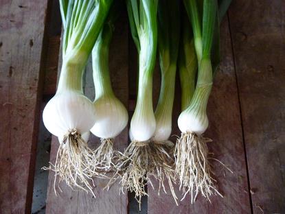 Baselle AB Baselle AB