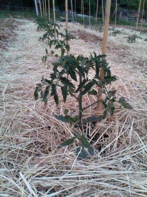 Agriculture Biologique, Agriculture Biologique VAR, Pépinière AB, pépinière bio, producteur bio, producteur AB, légumes bio, légumes AB, plants de légumes bio, plants de légumes AB, légumes anciens, plants de légumes anciens,  Aubergines bio, abergines AB,Tomate bio, tomates AB