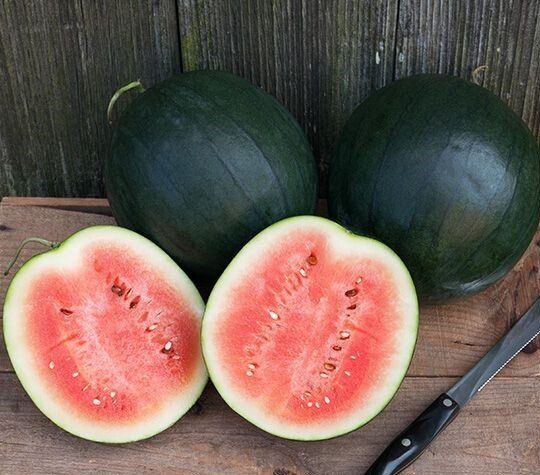 Pastèque sugar baby AB Pastèque sugar baby AB