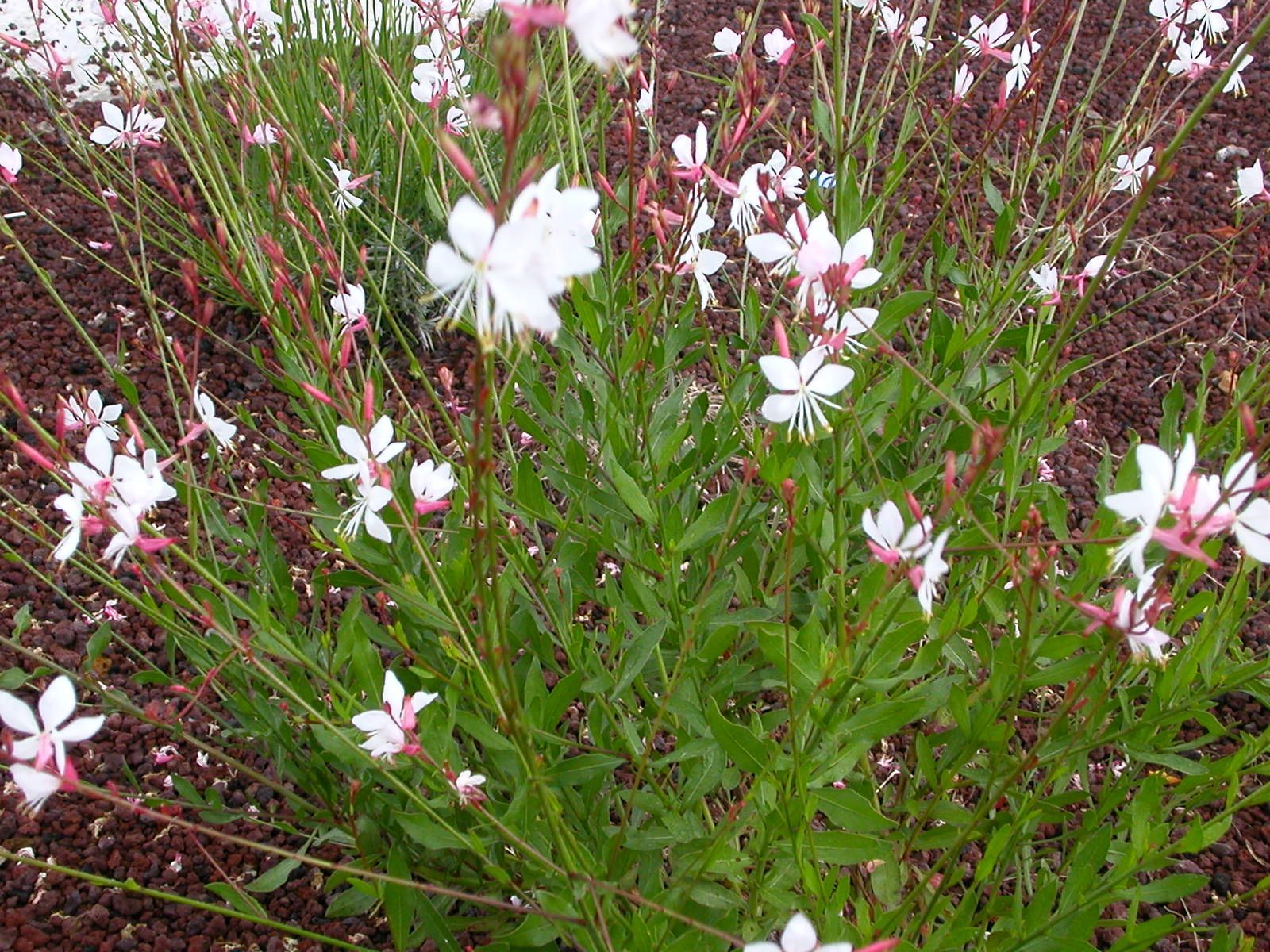 Gaura lindhemeri AB