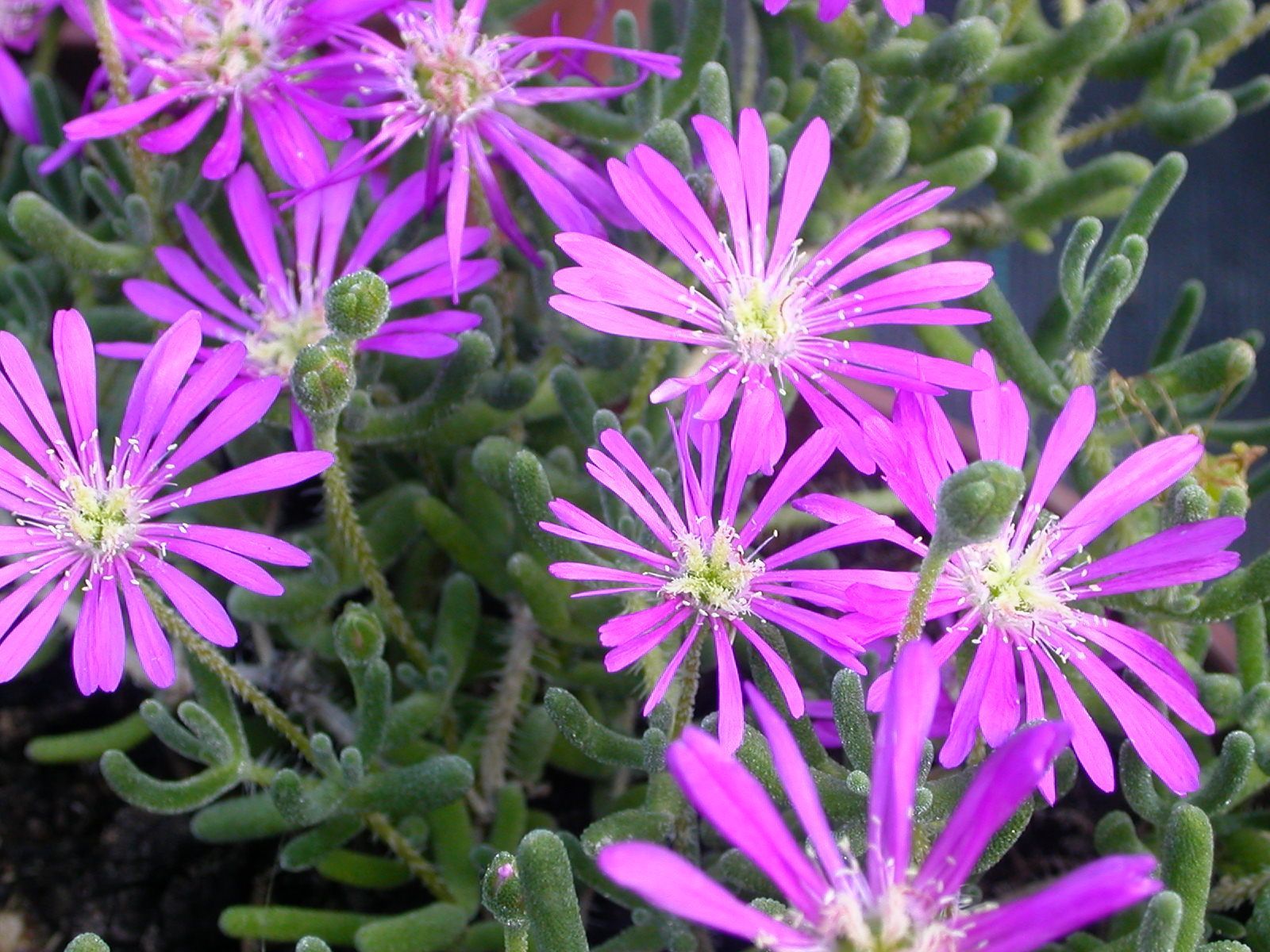 Grain de riz AB
Drosanthemum AB