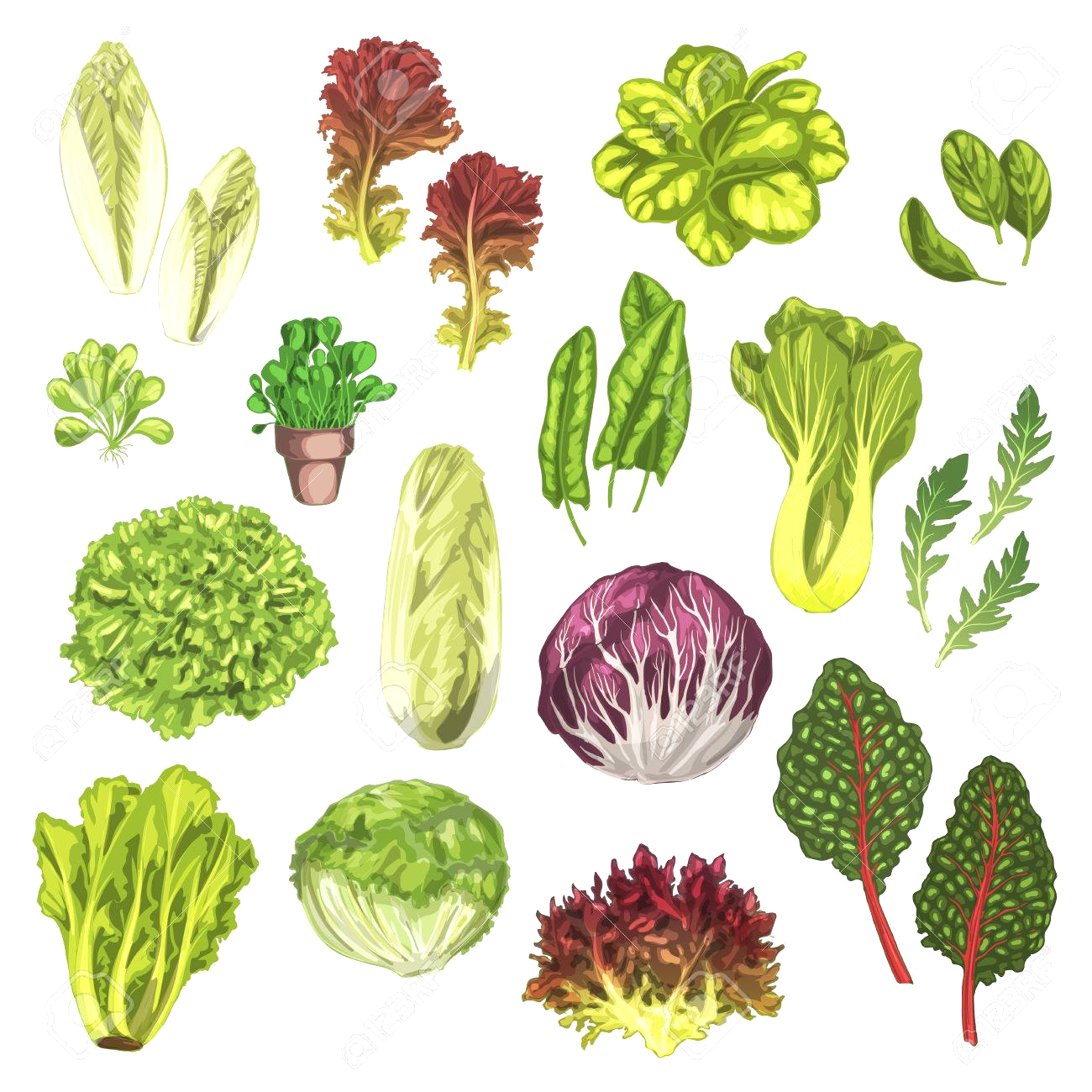Plants de légumes AB Plants de légumes AB