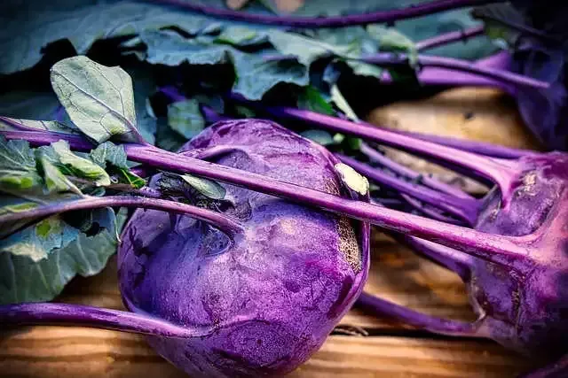 Aubergine Tsakoniki AB Aubergine Tsakoniki AB