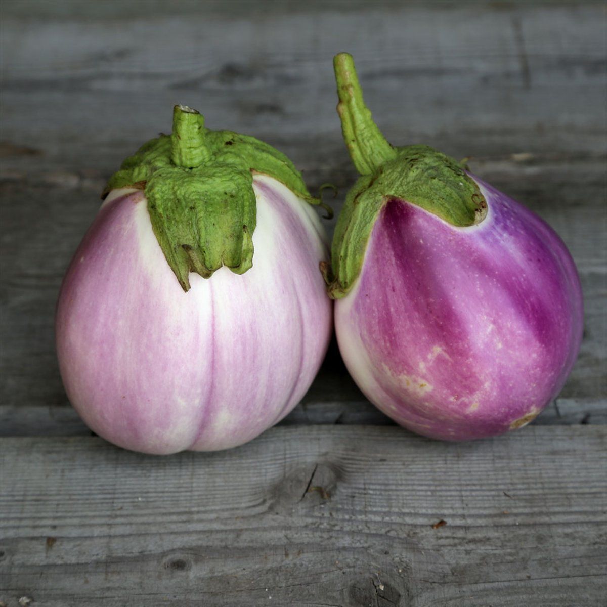 Aubergine Rosa Bianca AB Aubergine Rosa Bianca AB