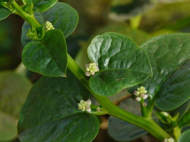 Baselle AB Baselle AB