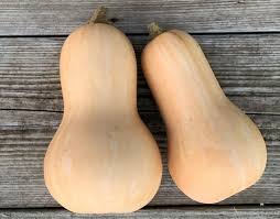 Courge Butternut AB Courge Butternut AB