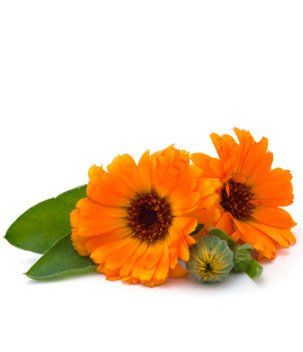 Calendula bio Calendula bio