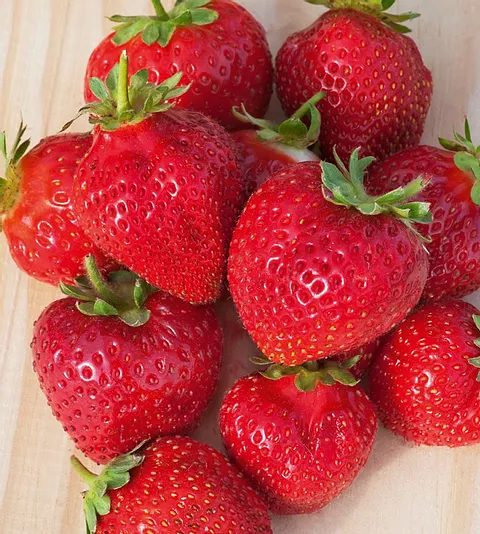 fraisier Charlotte AB fraisier Charlotte AB