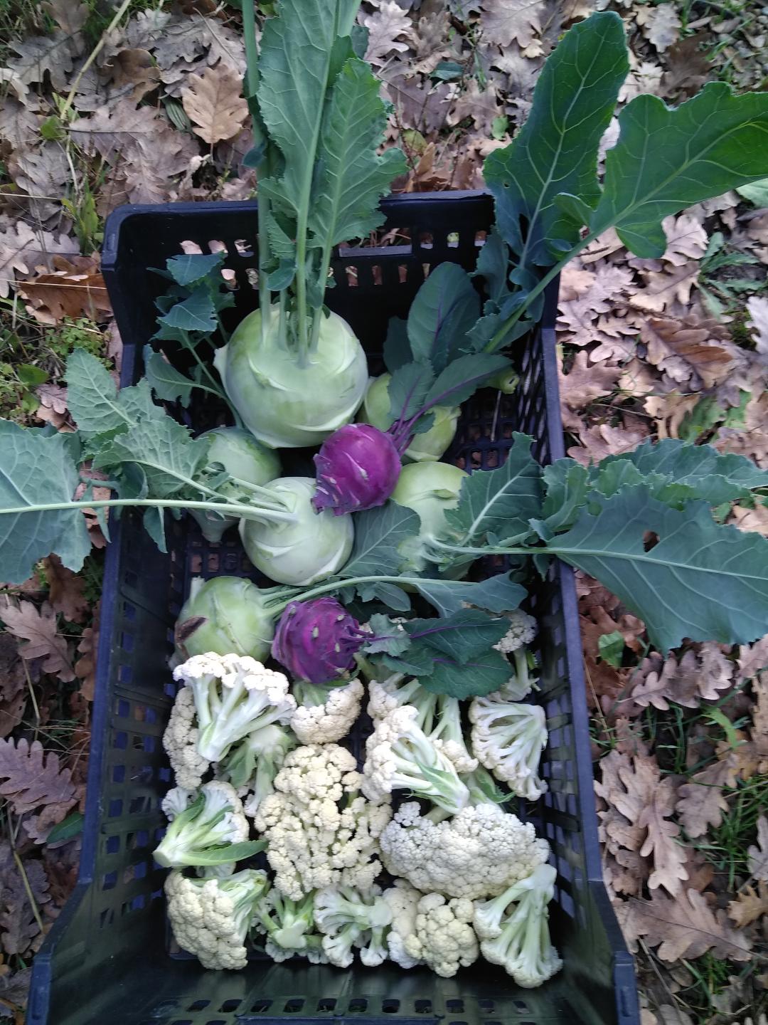 Agriculture Biologique, Agriculture Biologique VAR, Pépinière AB, pépinière bio, producteur bio, producteur AB, légumes bio, légumes AB, plants de légumes bio, plants de légumes AB, légumes anciens, plants de légumes anciens, Aubergines bio, abergines AB, Choux bio, choux AB, Tomate bio, tomates AB