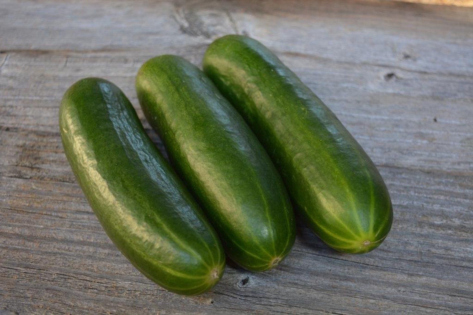 concombre Mirella AB Mini-concombre Mirella AB