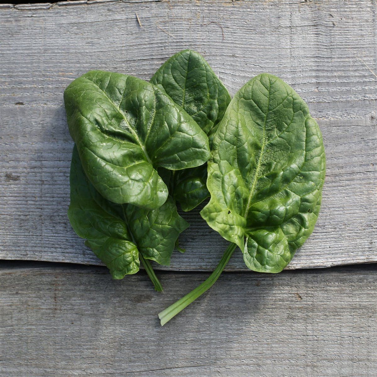 Baselle AB Baselle AB