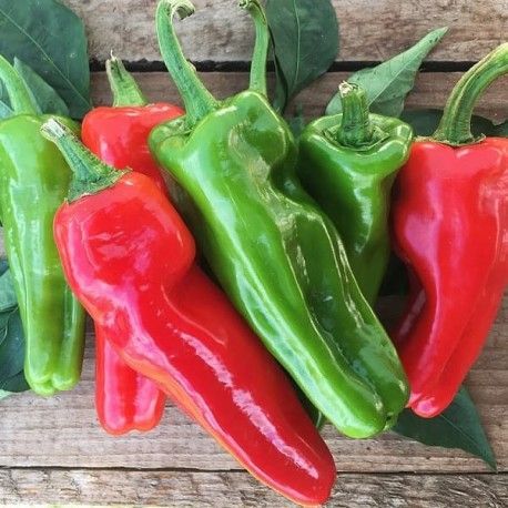 Piment Padron AB Piment Padron AB