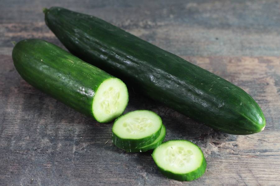 concombre Tanja AB Concombre lisse Tanja AB