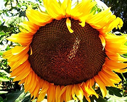 tournesol