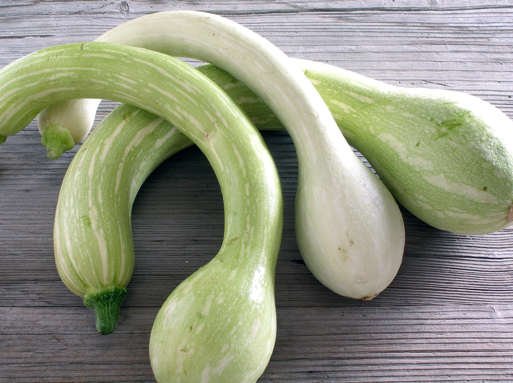 Courgette trompette Tromba d'Albenga AB Courgette trompette Tromba d'Albenga AB