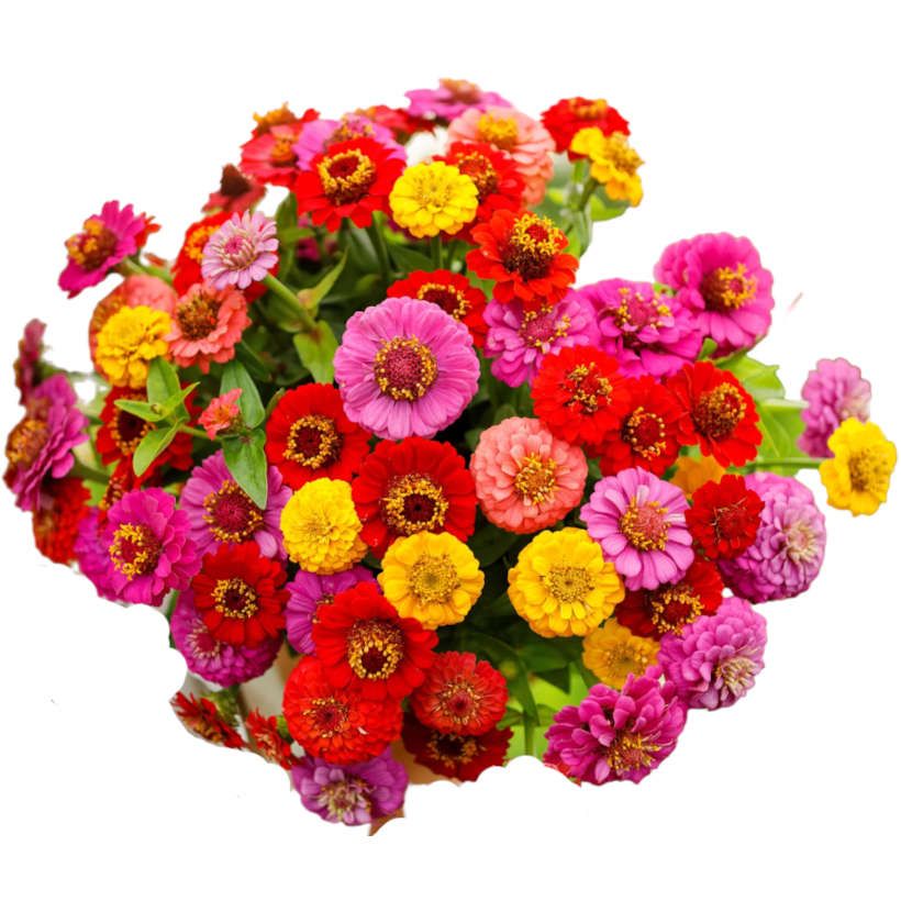 Pensée sauvage bio Zinnia bio