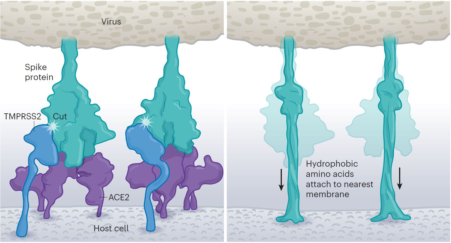Virus-Bindung an die Wirts-Zelle