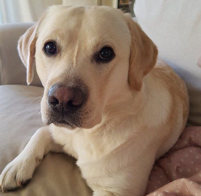 Henri (Napoleon vom Settenbeck) Henri (Napoleon vom Settenbeck)