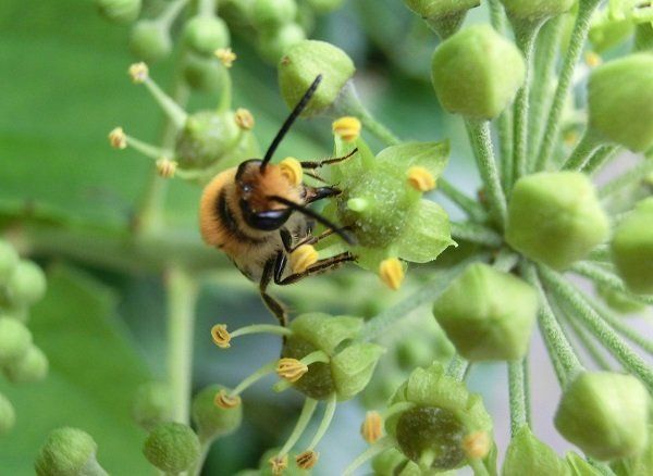 Kinderbuch Bienenstreik - Wildbienen ganz nah Kinderbuch Bienenstreik - Wildbienen ganz nah