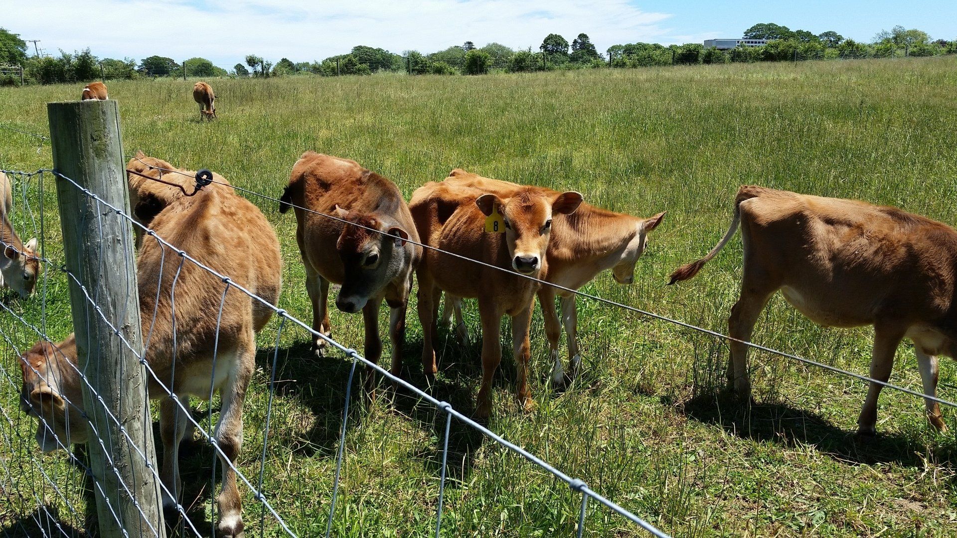 Cows in a field. Cows in a field.