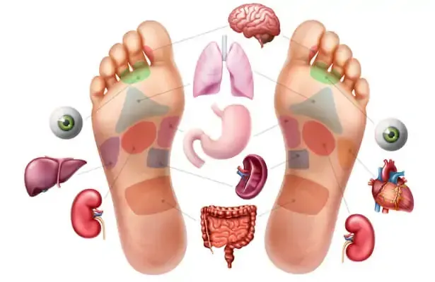 Formations à la réflexologie plantaire par Nathalie Alexandre