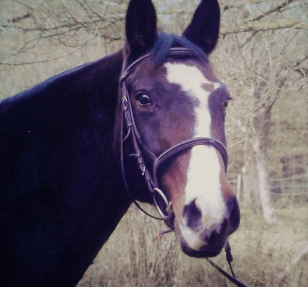 Patientenreferenz Pferd