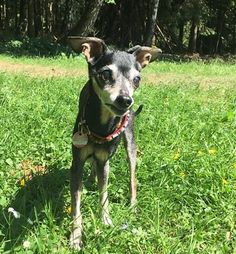 Patientenreferenz Hund