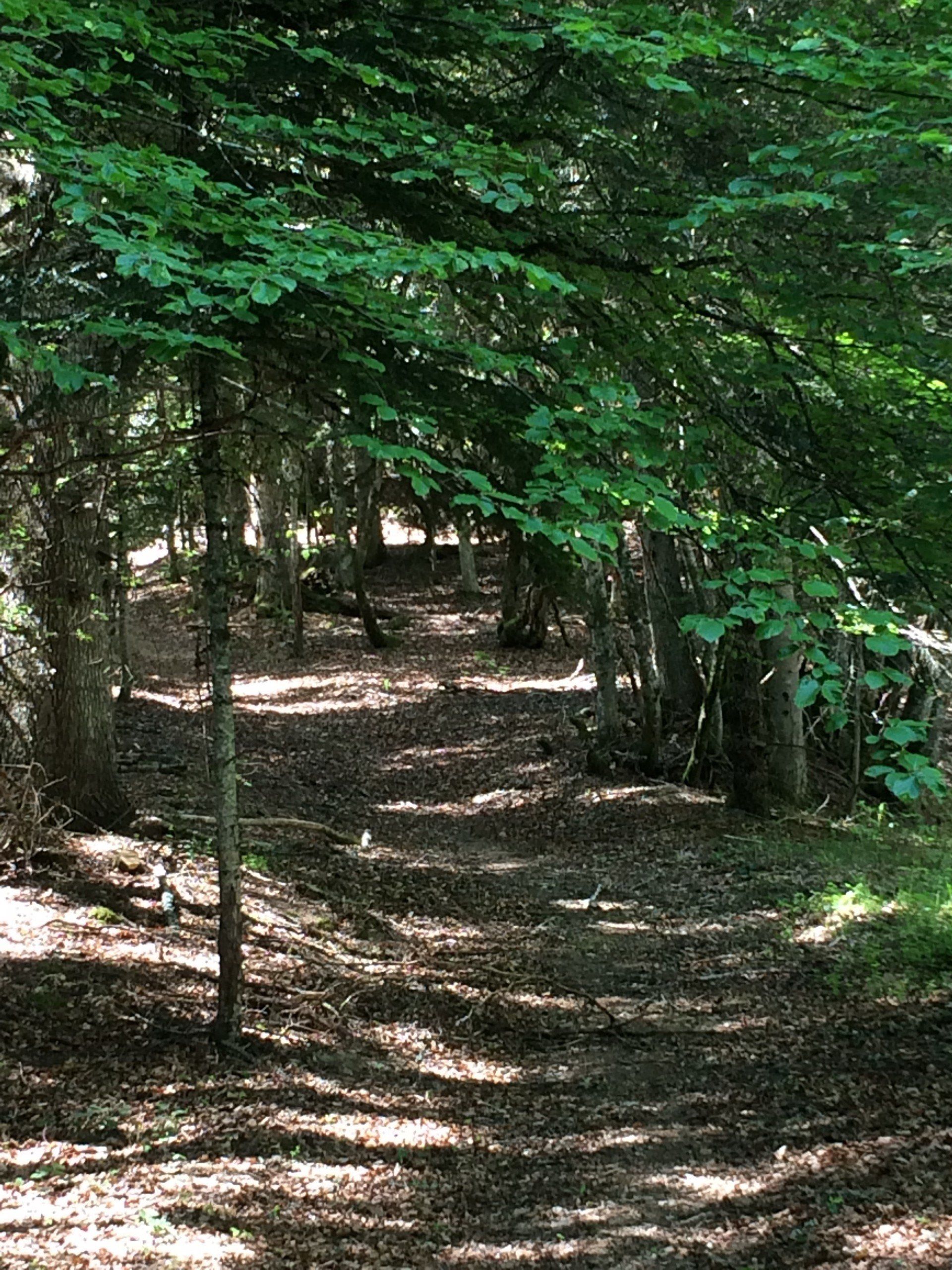 Chemin en sous-bois