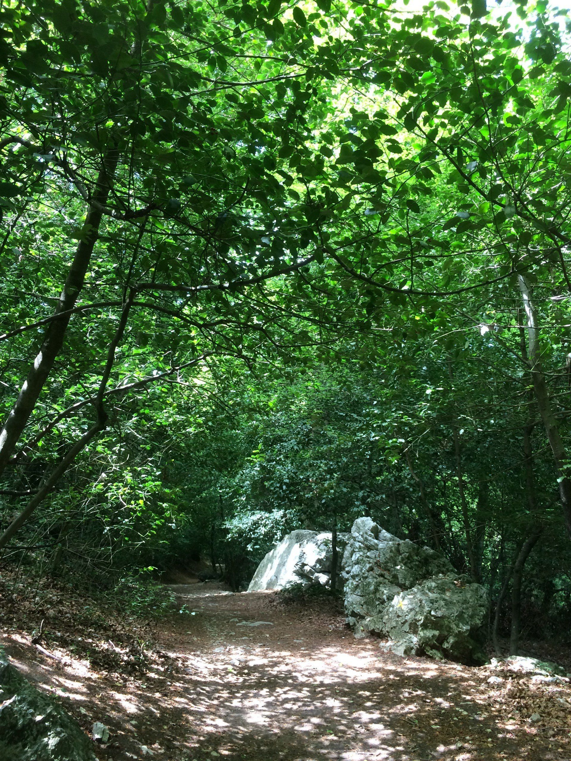 Rivière en sous-bois