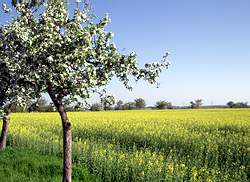 Naturpark Dübener Heide