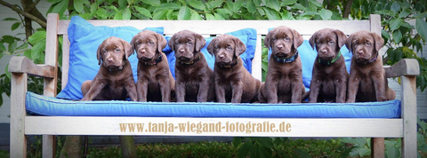 A-Wurf vom Rantzauer Forst