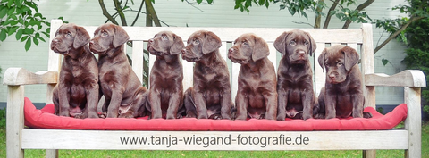 B-Wurf vom Rantzauer Forst