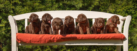 D-Wurf vom Rantzauer Forst Unser D-Wurf