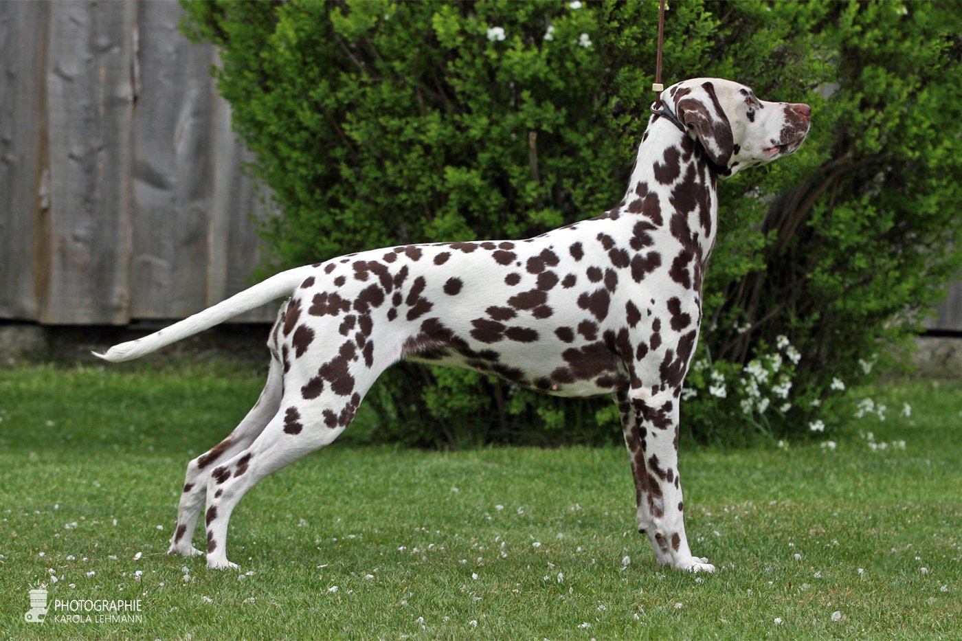 Black Jack vom Behrenstolz Black Jack vom Behrenstolz