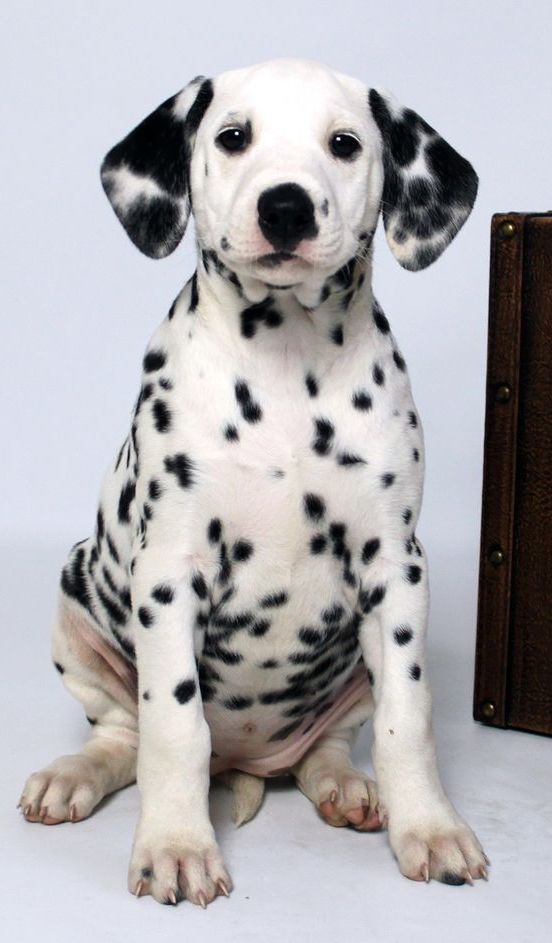 Siruna´s Balayage Siruna´s Balayage