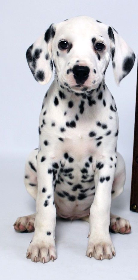 Siruna´s Big Silver Star Siruna´s Big Silver Star