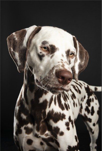 Black Jack vom Behrenstolz Black Jack vom Behrenstolz