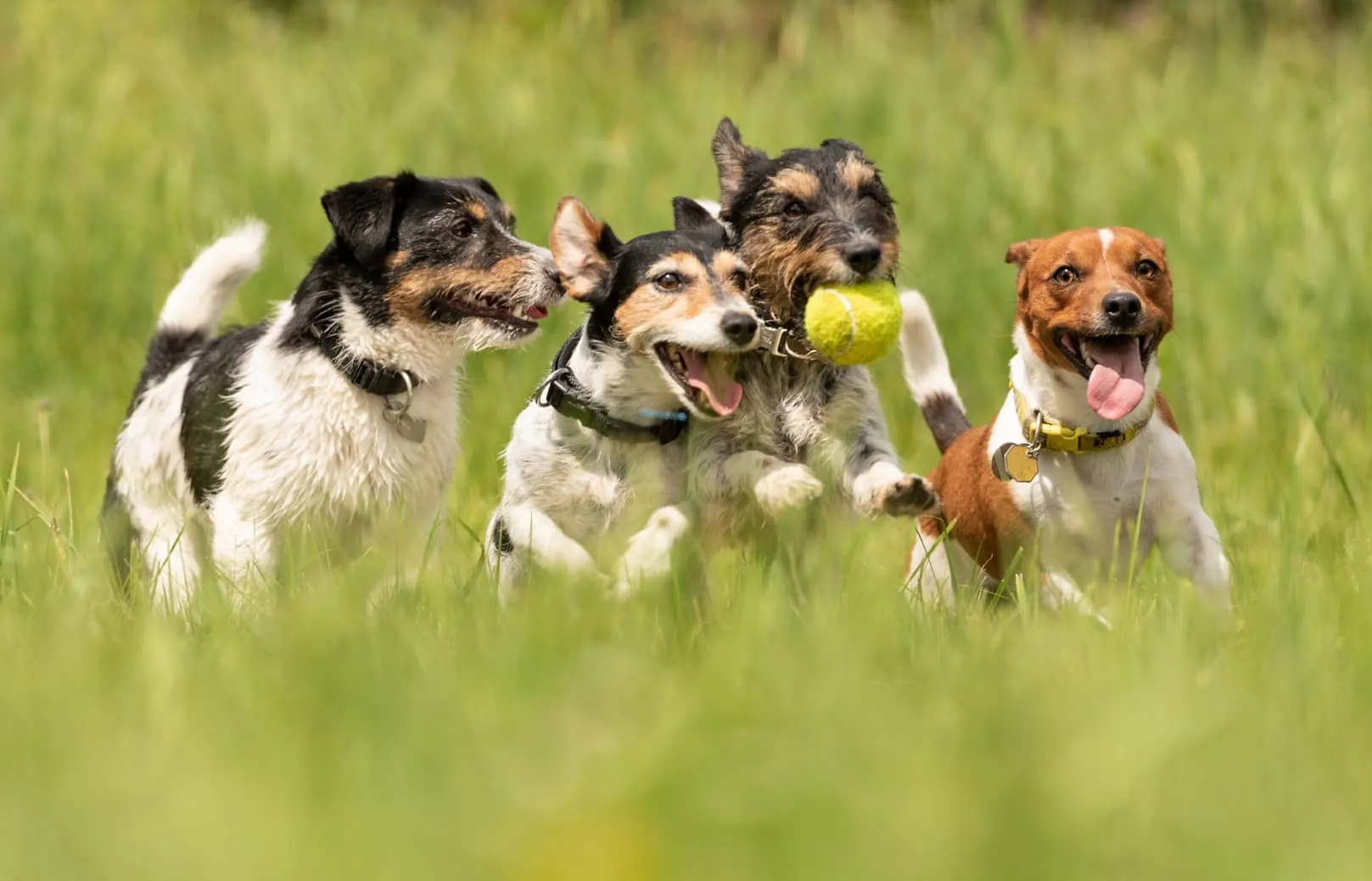 Mehrhundetarif - besonders preiswert! Ab zwei Hunden lohnt sich eine Mehrhundehaftpflichtversicherung