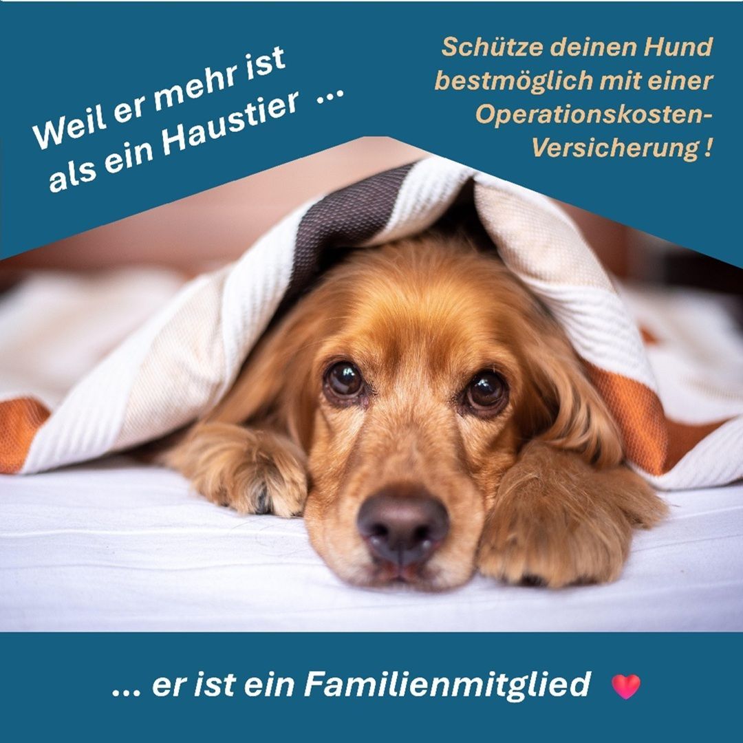 Eine Operationskosten Versicherung für den Hund gehört mit zu den wichtigsten Versicherungen für Hunde.