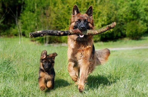 Hunde-Operationsversicherungen für große Hunde Hunde-Operationsversicherungen für große Hunde. Günstig und umfassend