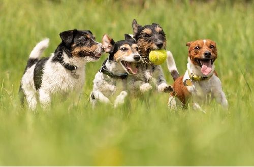 Hunde-Operationsversicherungen für kleine Hunde Hunde-Operationsversicherungen für kleine bis mittelgroße Hunde.