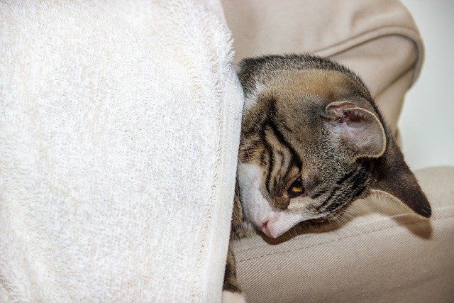 Hunde Krankenversicherung Die Krankenversicherung bietet einen optimalen Schutz für deine Katze