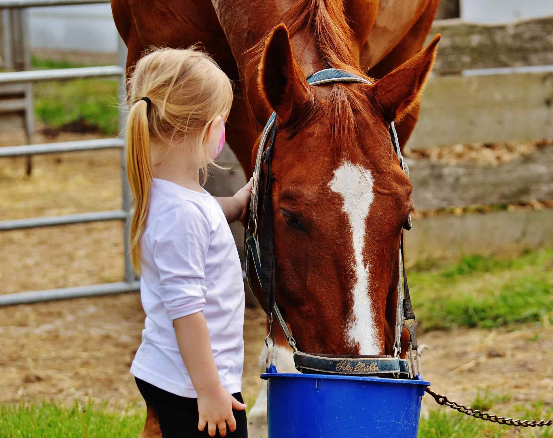 Pferde Krankenversicherung Die Uelzener Pferde-Krankenversicherung zahlt die Rechnung vom Tierarzt