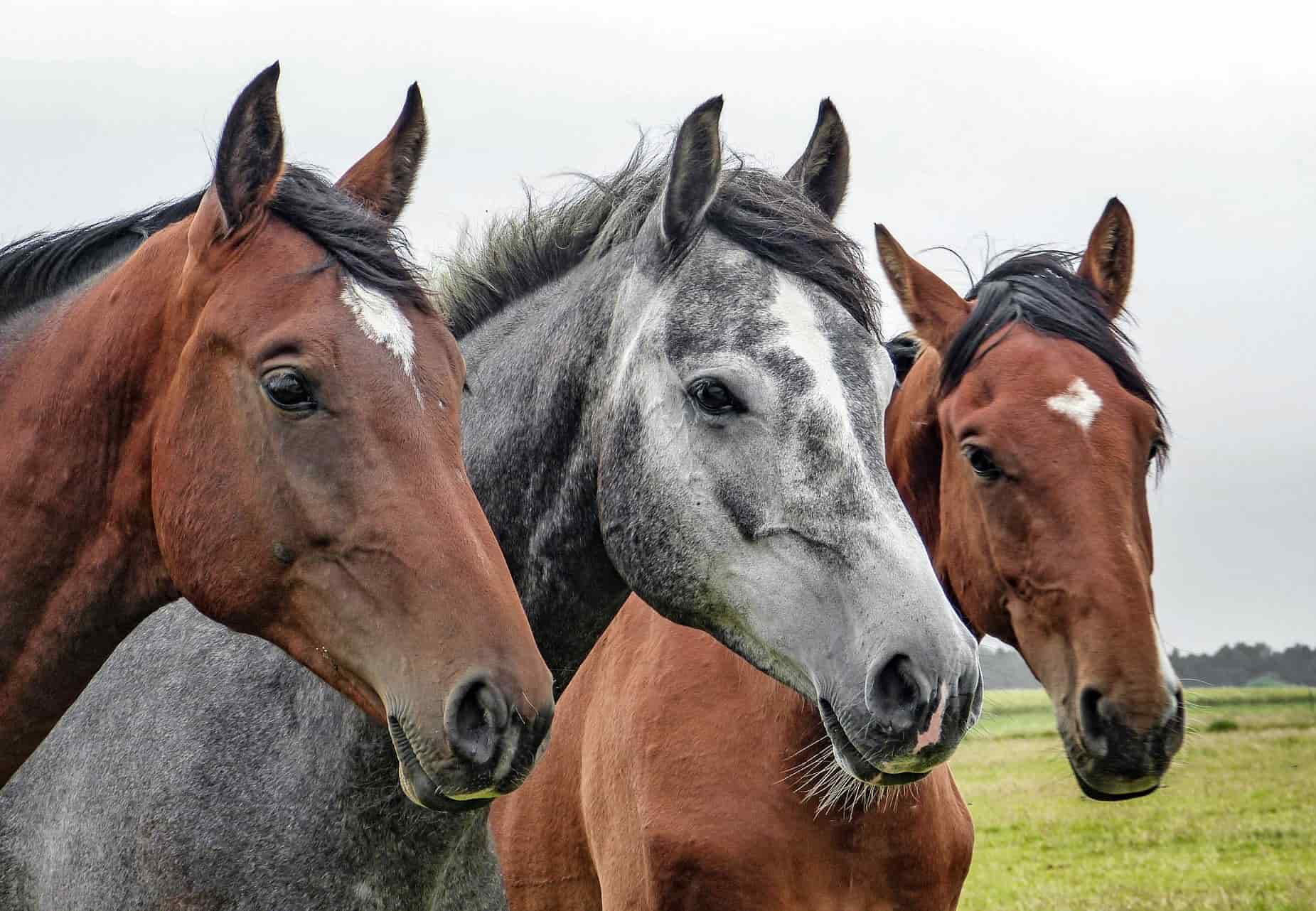 Ab dem 2. Pferd lohnt sich ein Mehrpferdetarif in der Pferde-Haftpflichtversicherung