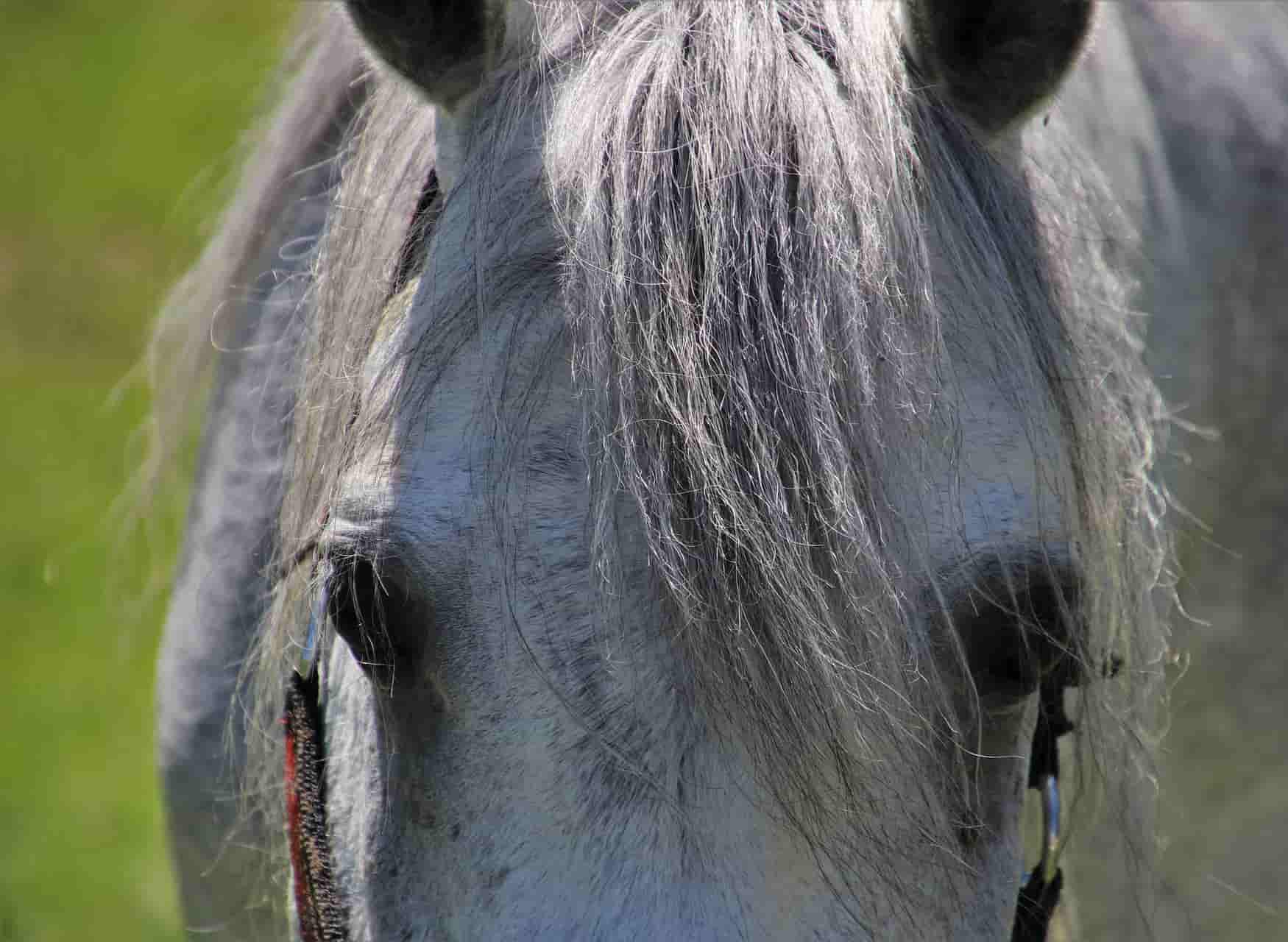 Pferde OP-Versicherung Mit der Uelzener Versicherung vor hohen Kosten bei einer Pferde-Operation geschützt