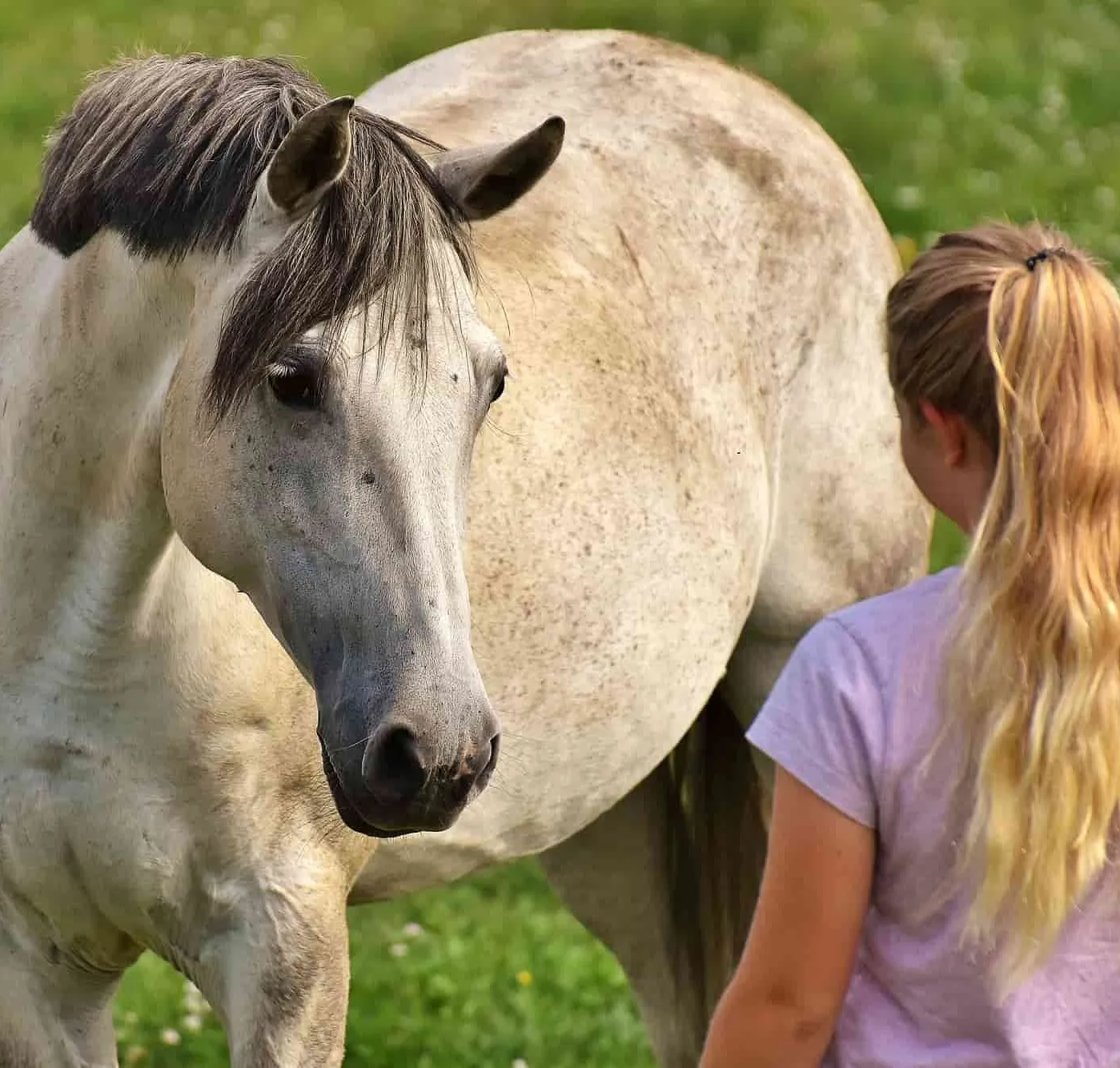 Pferde OP-Versicherung Mit der Uelzener Versicherung vor hohen Kosten bei einer Pferde-Operation geschützt